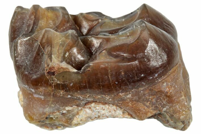 Fossil Horse (Mesohippus) Jaw Section - South Dakota #289510